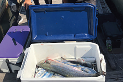 フィッシング部